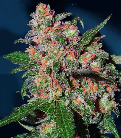 Семена сорта Bruce Banner #3 fem (Original Sensible Seeds)