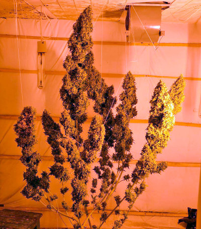 Семена сорта Chill-OM reg