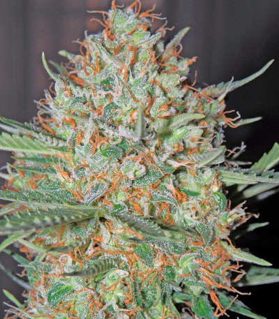 Семена сорта White Widow Automatic fem (Dinafem Seeds)