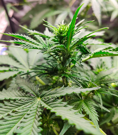 Семена сорта Auto Zkittlez fem (Advanced Seeds)