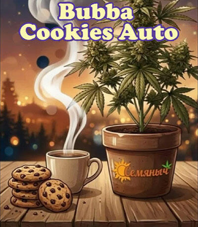 Семена сорта Bubba Cookies Auto fem (Семяныч)