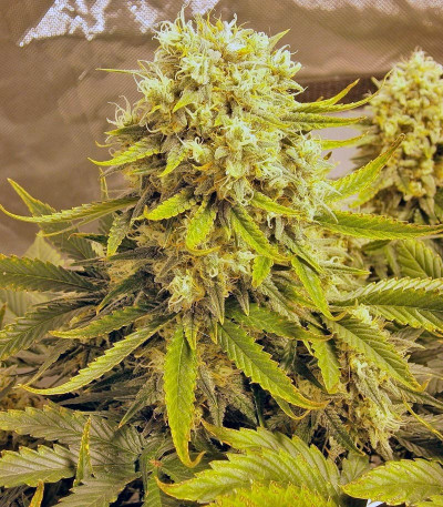 Семена сорта Killer Kush Auto fem (Sweet Seeds)