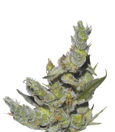 Семена сорта Sterling Haze fem (Nirvana Seeds)