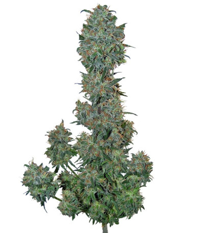 Семена сорта Sweet Special Auto fem (Sweet Seeds)