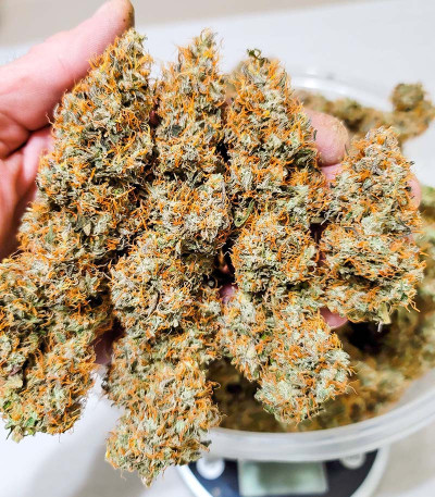 Семена сорта Auto Power Plant (Dutch Passion)