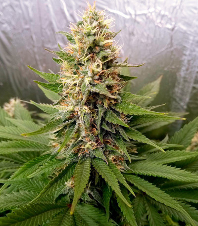 Семена сорта Blueberry OG fem (Barney's Farm)