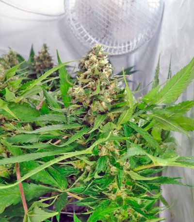 Сорт каннабиса CBD Kush 