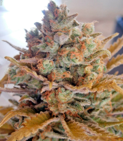 Семена сорта Critical + 2.0 Autoflowering fem