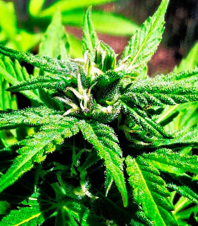 Семена сорта Northern Light X Big Bud fem (World of Seeds)