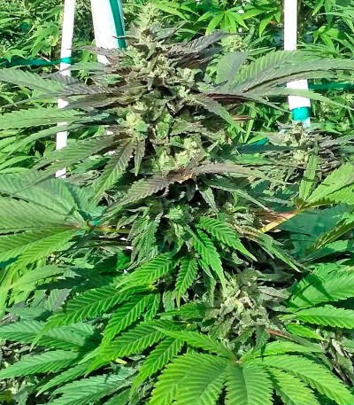 Семена сорта Sapphire OG fem (Humboldt Seed Organization)