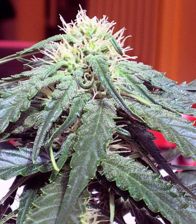 Семена сорта Big Devil #2 Auto fem (Sweet Seeds)