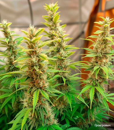 Семена сорта Gorilla Auto fem (Семяныч)