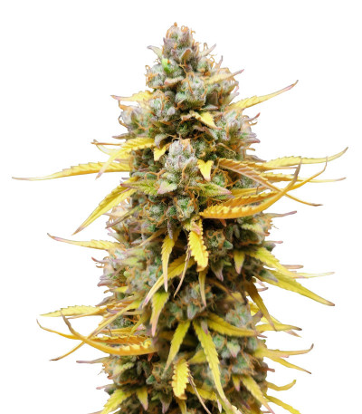 Семена сорта Pound Cake Auto fem (FastBuds)