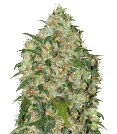 Семена сорта Аmnesia Haze fem (Bulk Seed Bank)