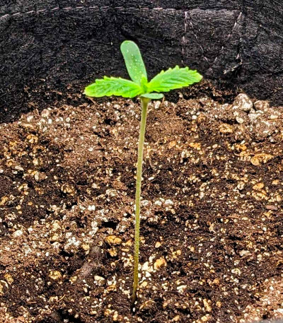 Семена сорта конопли Haze Auto