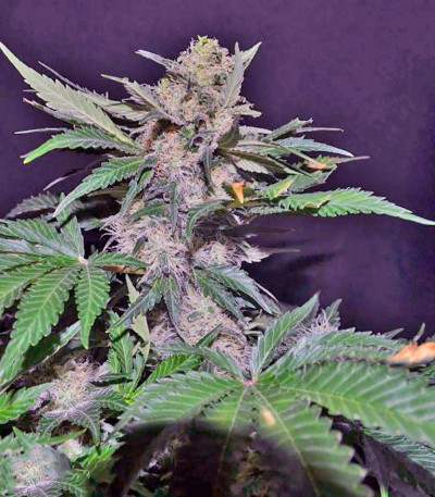 Семена сорта Mohan Ram Auto fem (Sweet Seeds)