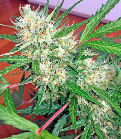 Семена сорта Swiss Cheese Automatic fem