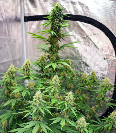 Семена сорта Tropicana Cookies Auto fem (Cali Buds Seeds)