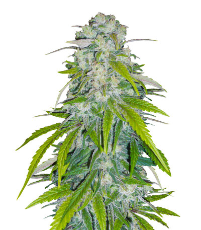 Семена сорта Critical XXL fem (Herbies Seeds)