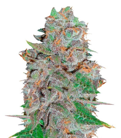 Семена сорта La Diva fem (Delicious Seeds)