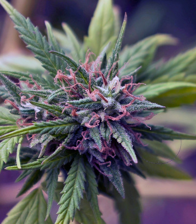 Семена марихуаны Trance