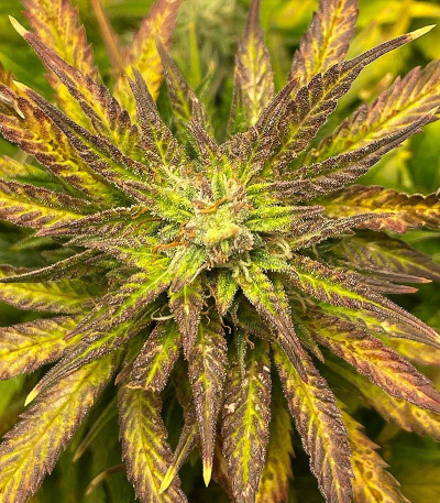 Семена сорта Triple G Auto fem (Royal Queen Seeds)