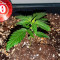 Семена сорта Auto Chocolate Kush fem (00 Seeds)