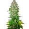 Семена сорта Jack 47 fem (Sweet Seeds)