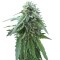 Семена сорта Early Skunk reg (Sensi Seeds)