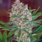 Семена сорта Sweet Special F1 Fast Version fem (Sweet Seeds)