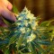 Семена сорта Jack Herer fem (Vision Seeds)