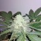 Семена сорта Sweet Skunk Auto fem (Sweet Seeds)