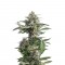 Семена сорта Critical Cheese Autoflowering fem (Dinafem Seeds)