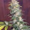 Семена сорта Killer Kush F1 Fast Version fem (Sweet Seeds)
