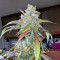 Семена сорта Bruce Banner fem (Cali Buds Seeds)