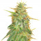 Семена сорта Zkittzy Gorilla fem (Original Sensible Seeds)