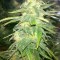 Семена сорта Auto Speed Bud fem (Female Seeds)