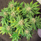 Семена сорта NYC Diesel CBD fem (Sweet Seeds)