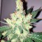 Семена сорта Trainwreck fem (Humboldt Seeds)
