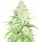 Семена сорта Amnesia Ganja Haze fem (Sumo Seeds)
