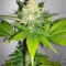 Семена сорта Atomical Haze fem (Paradise Seeds)