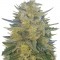 Семена сорта Impala 64 Haze Auto fem (Sumo Seeds)