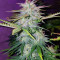 Семена сорта Wedding Cake fem (Cali Buds Seeds)