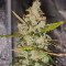 Семена сорта Whiskey Zulu Auto fem (7CH American)