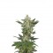 Семена сорта Critical Jack Autoflowering fem (Dinafem Seeds)