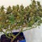 Семена сорта Sugar Mango Ryder Auto fem (World of Seeds)