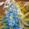 Семена сорта Killer Kush Auto fem (Sweet Seeds)
