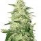 Семена сорта Kryptonite fem (Pyramid Seeds)
