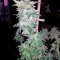 Семена сорта Nebula fem (Paradise Seeds)