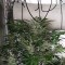 Семена сорта Amnesia Haze Auto Fem (Vision Seeds)